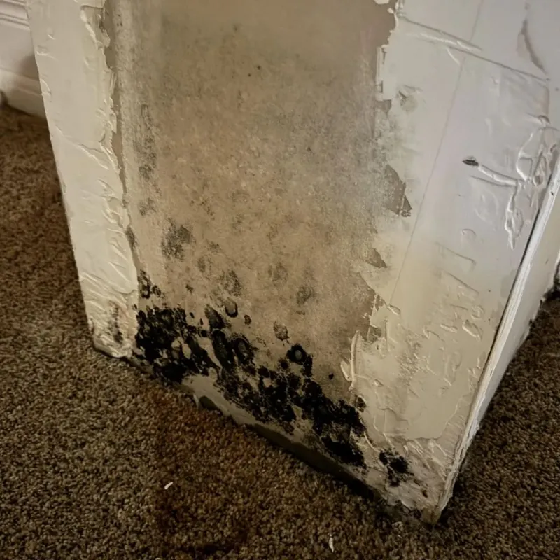 Professional Mold Removal in Huntington, WV